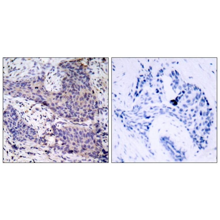 Immunohistochemistry - BAD (Ab-136) Antibody from Signalway Antibody (21063) - Antibodies.com