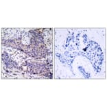 Immunohistochemistry - BAD (Ab-136) Antibody from Signalway Antibody (21063) - Antibodies.com