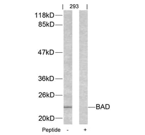 Western blot - BAD (Ab-155) Antibody from Signalway Antibody (21064) - Antibodies.com
