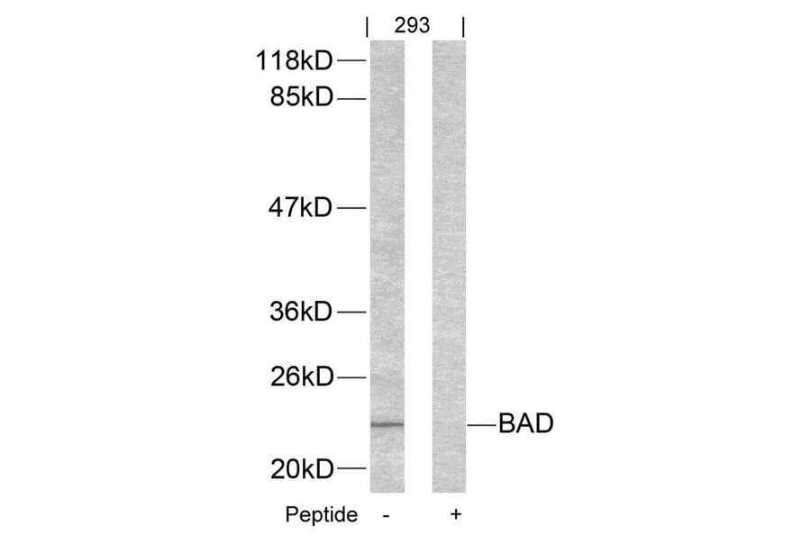 Western blot - BAD (Ab-155) Antibody from Signalway Antibody (21064) - Antibodies.com