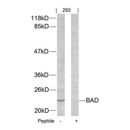 Western blot - BAD (Ab-155) Antibody from Signalway Antibody (21064) - Antibodies.com