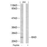 Western blot - BAD (Ab-155) Antibody from Signalway Antibody (21064) - Antibodies.com