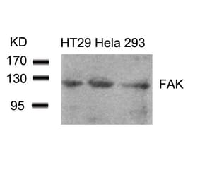 Western blot - FAK (Ab-861) Antibody from Signalway Antibody (21076) - Antibodies.com