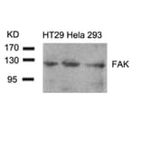 Western blot - FAK (Ab-861) Antibody from Signalway Antibody (21076) - Antibodies.com