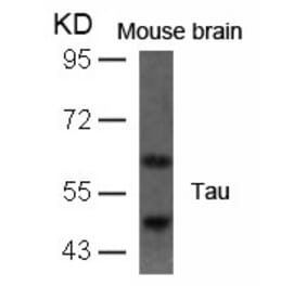 Western blot - Tau (Ab-396) Antibody from Signalway Antibody (21093) - Antibodies.com