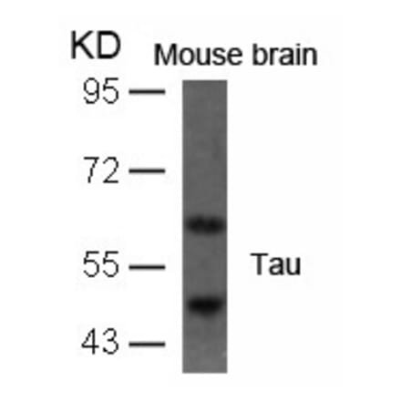 Western blot - Tau (Ab-396) Antibody from Signalway Antibody (21093) - Antibodies.com