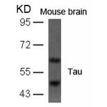 Western blot - Tau (Ab-396) Antibody from Signalway Antibody (21093) - Antibodies.com