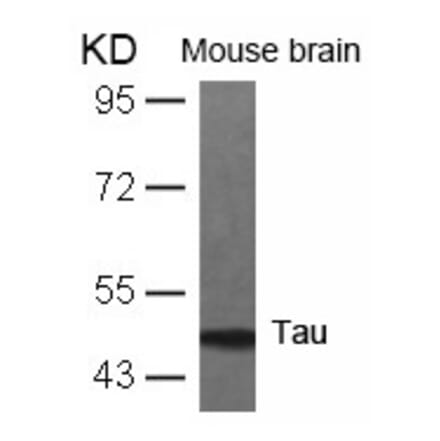 Western blot - Tau (Ab-231) Antibody from Signalway Antibody (21099) - Antibodies.com