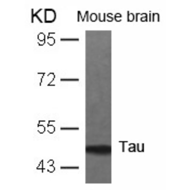 Western blot - Tau (Ab-231) Antibody from Signalway Antibody (21099) - Antibodies.com