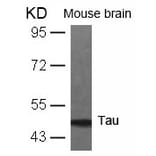 Western blot - Tau (Ab-231) Antibody from Signalway Antibody (21099) - Antibodies.com