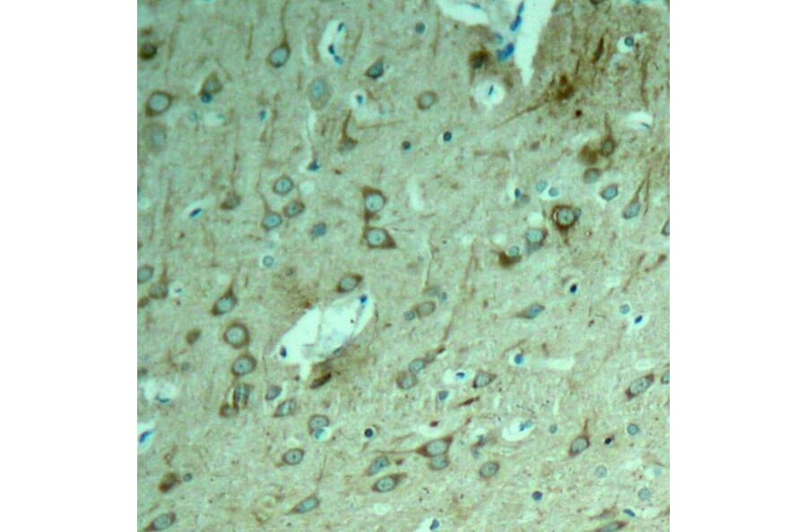 Immunohistochemistry - Tau (Ab-231) Antibody from Signalway Antibody (21099) - Antibodies.com