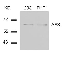 Western blot - AFX (Ab-197) Antibody from Signalway Antibody (21162) - Antibodies.com