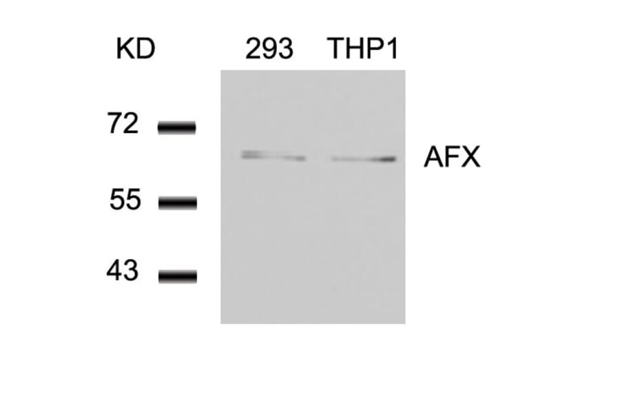 Western blot - AFX (Ab-197) Antibody from Signalway Antibody (21162) - Antibodies.com