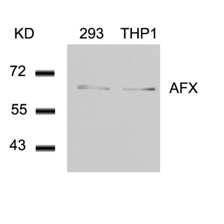 Western blot - AFX (Ab-197) Antibody from Signalway Antibody (21162) - Antibodies.com