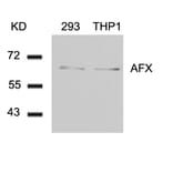 Western blot - AFX (Ab-197) Antibody from Signalway Antibody (21162) - Antibodies.com