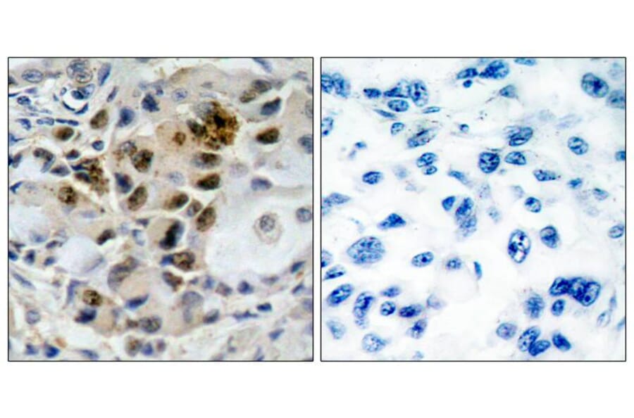Immunohistochemistry - AFX (Ab-197) Antibody from Signalway Antibody (21162) - Antibodies.com