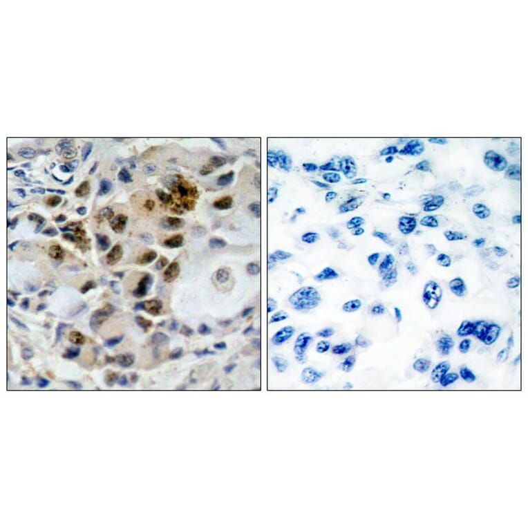 Immunohistochemistry - AFX (Ab-197) Antibody from Signalway Antibody (21162) - Antibodies.com