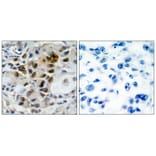 Immunohistochemistry - AFX (Ab-197) Antibody from Signalway Antibody (21162) - Antibodies.com