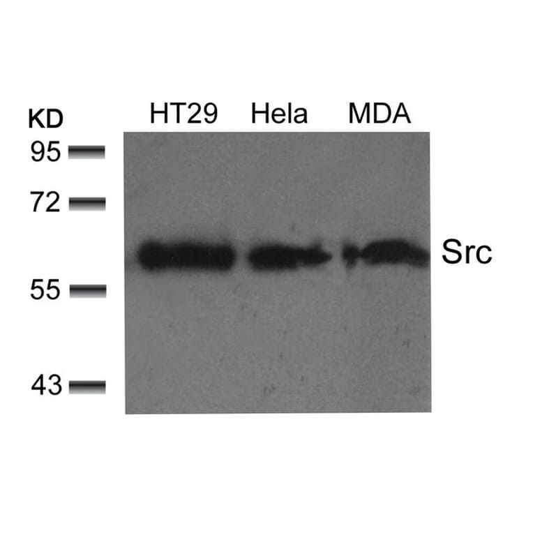 Western blot - Src (Ab-529) Antibody from Signalway Antibody (21168) - Antibodies.com