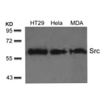 Western blot - Src (Ab-529) Antibody from Signalway Antibody (21168) - Antibodies.com