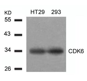 Western blot - CDK6 (Ab-24) Antibody from Signalway Antibody (21543) - Antibodies.com