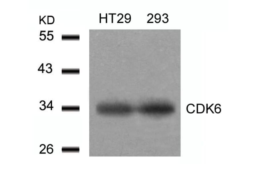 Western blot - CDK6 (Ab-24) Antibody from Signalway Antibody (21543) - Antibodies.com