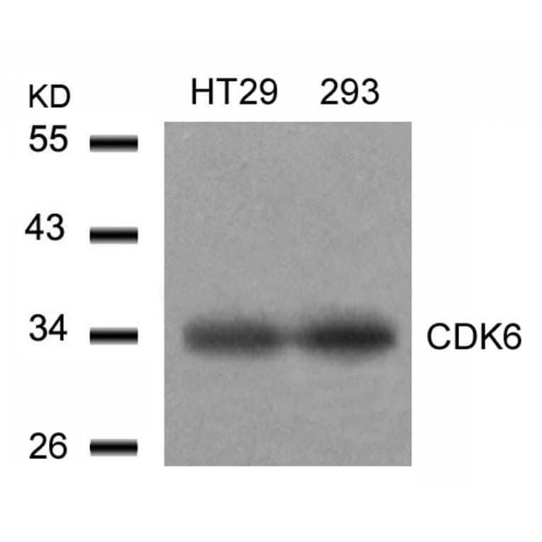 Western blot - CDK6 (Ab-24) Antibody from Signalway Antibody (21543) - Antibodies.com