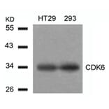 Western blot - CDK6 (Ab-24) Antibody from Signalway Antibody (21543) - Antibodies.com