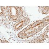 Immunohistochemistry - eIF2B beta antibody from Signalway Antibody (22394) - Antibodies.com