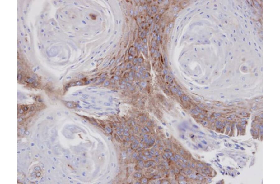 Immunohistochemistry - Annexin VII antibody from Signalway Antibody (22913) - Antibodies.com