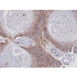 Immunohistochemistry - Annexin VII antibody from Signalway Antibody (22913) - Antibodies.com