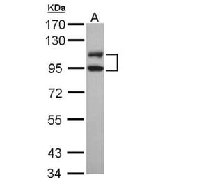 DNA ligase 3 antibody from Signalway Antibody (22940) - Antibodies.com