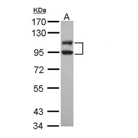 DNA ligase 3 antibody from Signalway Antibody (22940) - Antibodies.com