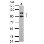 DNA ligase 3 antibody from Signalway Antibody (22940) - Antibodies.com