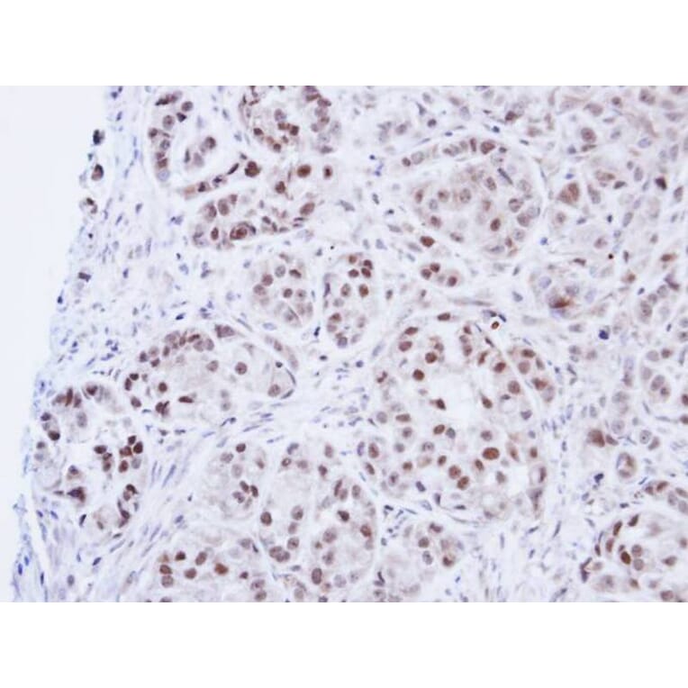 Immunohistochemistry - DNA ligase 3 antibody from Signalway Antibody (22940) - Antibodies.com