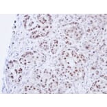 Immunohistochemistry - DNA ligase 3 antibody from Signalway Antibody (22940) - Antibodies.com