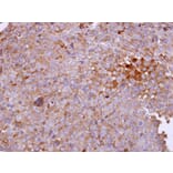 Immunohistochemistry - Angiotensin antibody from Signalway Antibody (22960) - Antibodies.com