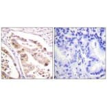 Immunohistochemistry - RFA2 (Ab-21) Antibody from Signalway Antibody (33162) - Antibodies.com