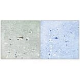 Immunohistochemistry - TTK (Ab-676) Antibody from Signalway Antibody (33252) - Antibodies.com