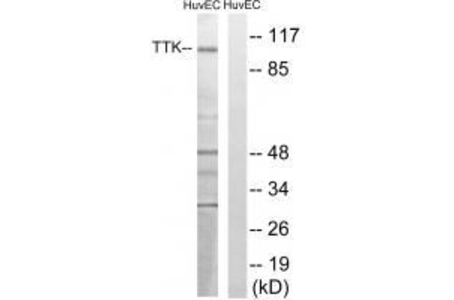 Western blot - TTK (Ab-676) Antibody from Signalway Antibody (33252) - Antibodies.com