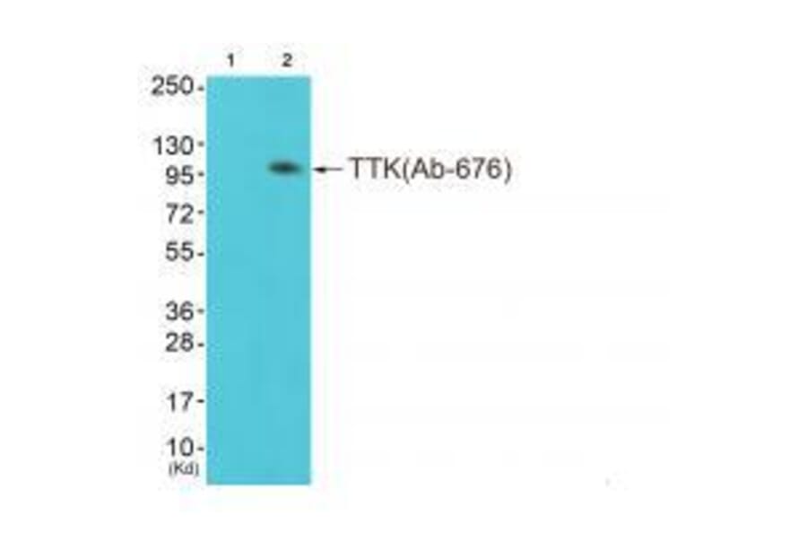 Western blot - TTK (Ab-676) Antibody from Signalway Antibody (33252) - Antibodies.com