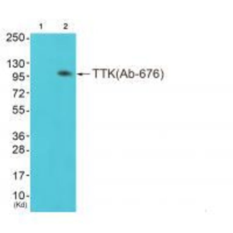Western blot - TTK (Ab-676) Antibody from Signalway Antibody (33252) - Antibodies.com