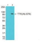 Western blot - TTK (Ab-676) Antibody from Signalway Antibody (33252) - Antibodies.com
