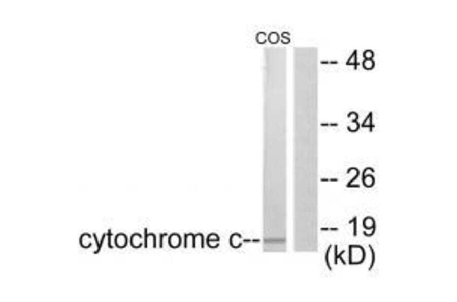 Western blot - Cytochrome c Antibody from Signalway Antibody (33354) - Antibodies.com