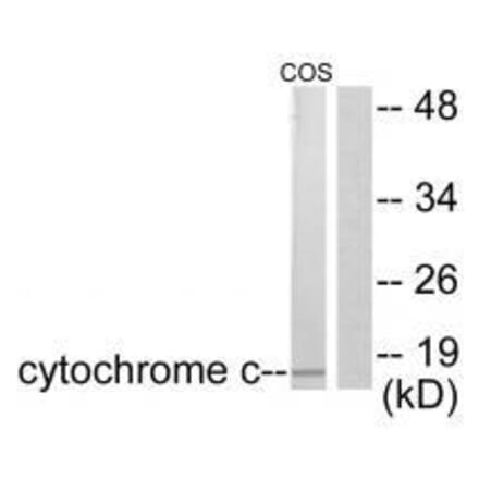 Western blot - Cytochrome c Antibody from Signalway Antibody (33354) - Antibodies.com