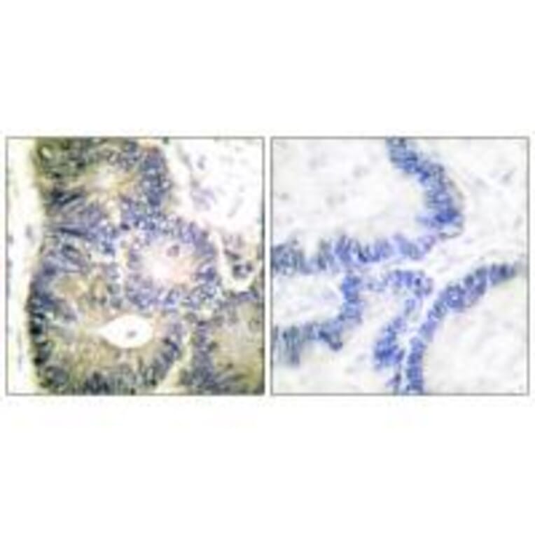 Immunohistochemistry - Cytochrome c Antibody from Signalway Antibody (33354) - Antibodies.com