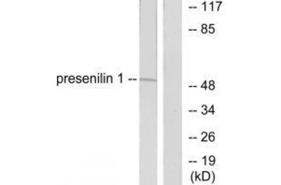 Western blot - Presenilin 1 Antibody from Signalway Antibody (33474) - Antibodies.com
