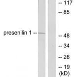 Western blot - Presenilin 1 Antibody from Signalway Antibody (33474) - Antibodies.com