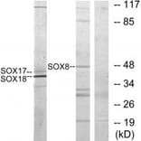 Western blot - SOX8/9/17/18 Antibody from Signalway Antibody (33827) - Antibodies.com