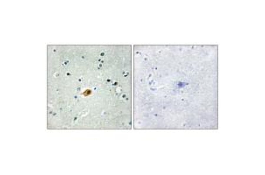 Immunohistochemistry - SOX8/9/17/18 Antibody from Signalway Antibody (33827) - Antibodies.com